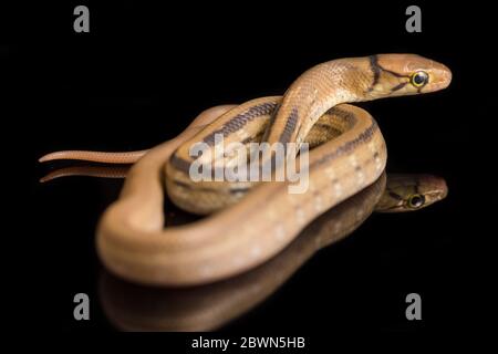 Il serpente di ratsnake irradiato, serpente di ratto di copperhead o serpente di trinket a testa di rame (Coelognathus radiatus) isolato su sfondo nero Foto Stock