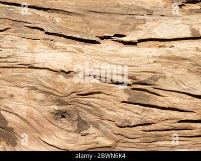 Vecchia superficie in legno di teak in primo piano shot. Foto Stock