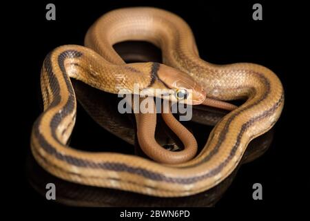 Il serpente di ratsnake irradiato, serpente di ratto di copperhead o serpente di trinket a testa di rame (Coelognathus radiatus) isolato su sfondo nero Foto Stock