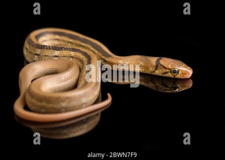 Il serpente di ratsnake irradiato, serpente di ratto di copperhead o serpente di trinket a testa di rame (Coelognathus radiatus) isolato su sfondo nero Foto Stock