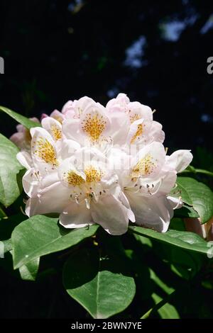 Primo piano di un fiore di rhodendron bianco, rosa chiaro e giallo che fiorisce in primavera Foto Stock