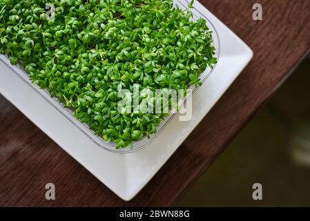 Micrverde di gremito da giardino, piante giovani, in contenitore di plastica sulla vista dall'alto del davanzale Foto Stock