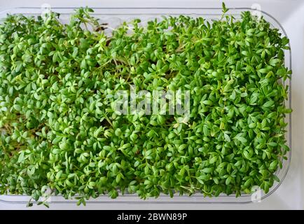 Micrverde di gremito da giardino, piante giovani, in contenitore di plastica sulla vista dall'alto del davanzale Foto Stock