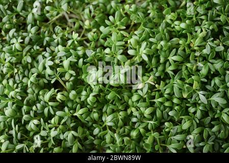 Micrverde di gremito da giardino, piante giovani, in contenitore di plastica sulla vista dall'alto del davanzale Foto Stock