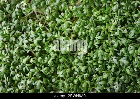 Micrverde di gremito da giardino, piante giovani, in contenitore di plastica sulla vista dall'alto del davanzale Foto Stock