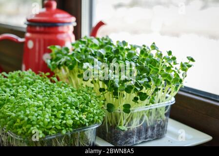 Micrverde di grezza da giardino e ravanello di daikon, piante giovani, in contenitore di plastica su davanzale closeup Foto Stock