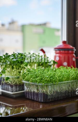 Micrverde di grezza da giardino e ravanello di daikon, piante giovani, in contenitore di plastica su davanzale closeup Foto Stock