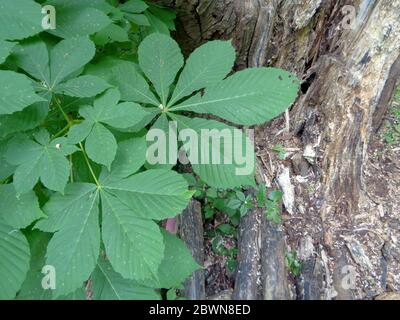 Horse Chestnut Tree foglie con tronco di albero danneggiato sullo sfondo, primavera studio naturale, Londra, Inghilterra, Regno Unito, Europa Foto Stock