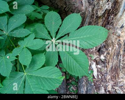 Horse Chestnut Tree foglie con tronco di albero danneggiato sullo sfondo, primavera studio naturale, Londra, Inghilterra, Regno Unito, Europa Foto Stock