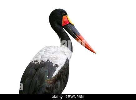 Cicogna a sella / cicogna a selletta (Ephippiorhynchus senegalensis) primo piano della testa, originaria dell'Africa su sfondo bianco Foto Stock