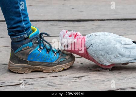 Curioso galah / scarafaggio rosa e grigio (Eolophus roseicapilla), nativo dell'Australia, che si picchia a scarpe / corde di scarpe colorate del turista Foto Stock