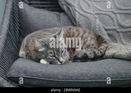 Gatto grigio tabby laing su poltrona a casa closeup Foto Stock