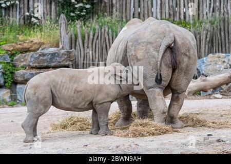 Rinoceronte bianco femmina / rinoceronte bianco (Ceratotherium simum) madre che succhia il vitello bambino in zoo Foto Stock