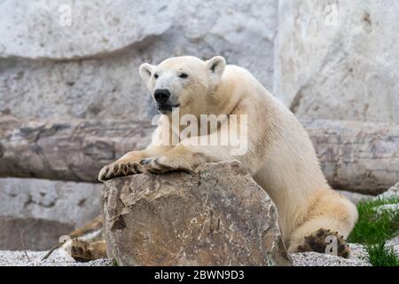 Orso polare (Ursus maritimus / Thalarctos maritimus) in recinto in zoo / parco animale Foto Stock