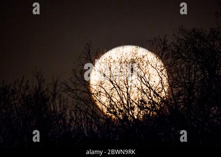 Full Pink Super Moon che si erge sulle Montagne Rocciose, Salida, Colorado, USA Foto Stock