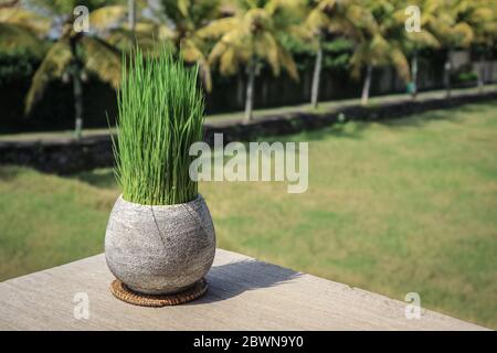 Erba Di Pampas in Un Vaso E Candele in Bulbi Di Vetro Contro Una Recinzione  Di Legno in Una Festa Di Decorazione. Pampas (prato) a Immagine Stock -  Immagine di candela, fiore