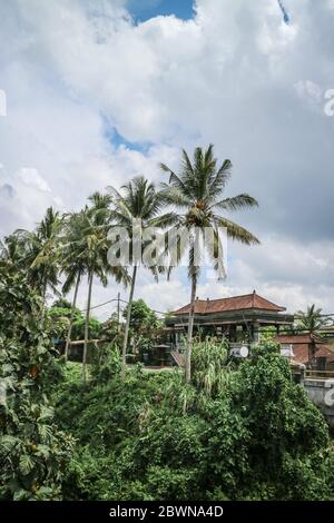 Palme da cocco che crescono lungo la strada in giornata di sole. Umore tropicale. Vacanze di destinazione. Bali, Indonesia Foto Stock