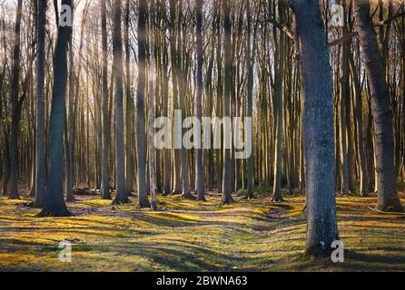 Tronchi di alberi in una vecchia faggeta con travi di sole su una mattina di primavera, sfondo natura Foto Stock