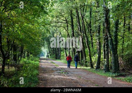 Rambla su un sentiero a Roekelse Bos, vicino a Otterlo, Veluwe, Gelderland, Paesi Bassi Foto Stock