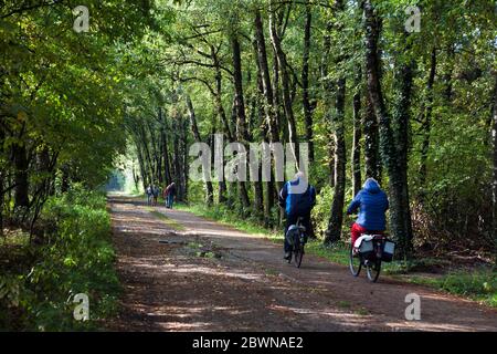 Rambla e ciclisti su un sentiero a Roekelse Bos, vicino a Otterlo, Veluwe, Gelderland, Paesi Bassi Foto Stock