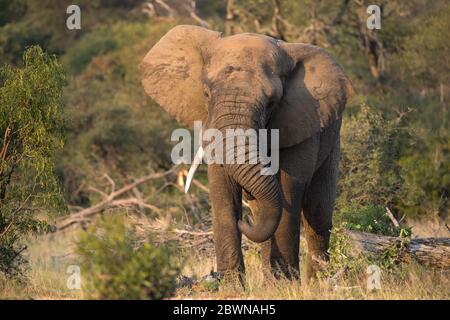 Un grande elefante si avvicina con le orecchie sparse nella Grande Kruger in Sud Africa. Foto Stock