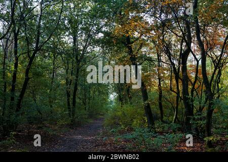 Un sentiero boschivo a Roekelse Bos, vicino a Otterlo, Veluwe, Gelderland, Paesi Bassi Foto Stock
