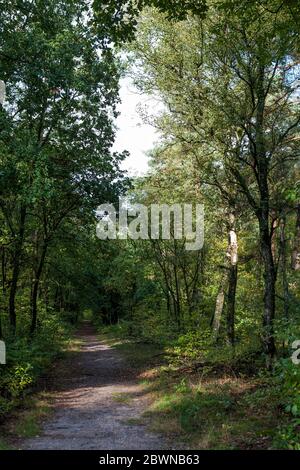 Un sentiero boschivo a Roekelse Bos, vicino a Otterlo, Veluwe, Gelderland, Paesi Bassi Foto Stock