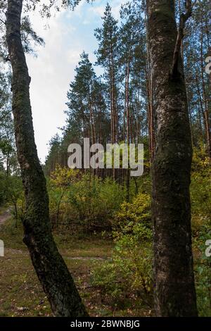 Una piantagione di pini a Roekelse Bos, vicino a Otterlo, Veluwe, Gelderland, Paesi Bassi Foto Stock