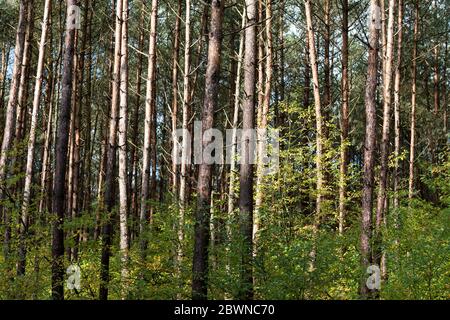 Una piantagione di pini a Roekelse Bos, vicino a Otterlo, Veluwe, Gelderland, Paesi Bassi Foto Stock