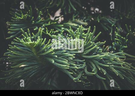 Foglie di Araucaria eterofilla comunemente noto come pino dell'Isola Norfolk Foto Stock