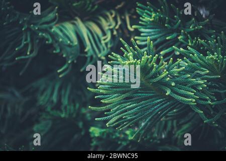 Foglie di Araucaria eterofilla comunemente noto come pino dell'Isola Norfolk Foto Stock