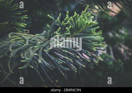 Foglie di Araucaria eterofilla comunemente noto come pino dell'Isola Norfolk Foto Stock