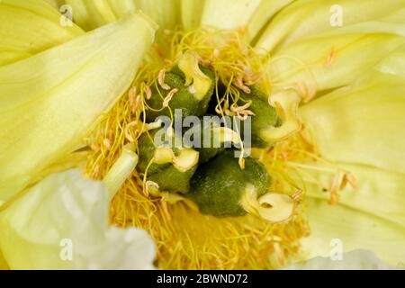 Primo piano di pistil e di stami di Bartzella Peony Foto Stock