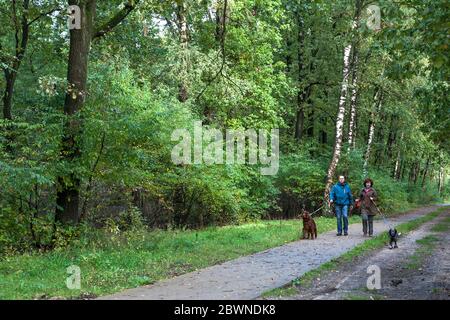 I cani camminano su un sentiero a Roekelse Bos, vicino a Otterlo, Veluwe, Gelderland, Paesi Bassi Foto Stock
