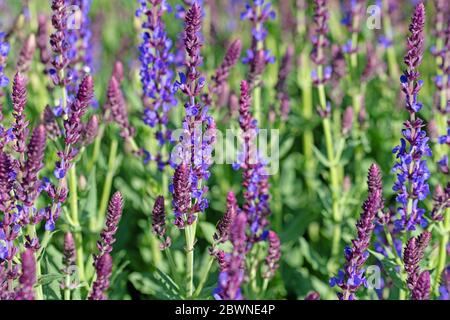 Giardino fiorito viola salvia nemorosa, nel giardino Foto Stock