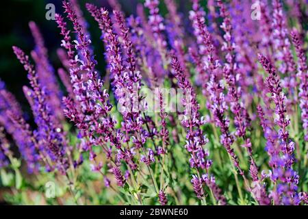 Giardino fiorito viola salvia nemorosa, nel giardino Foto Stock