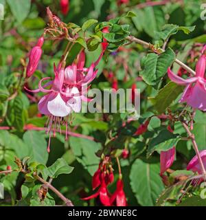 Fucsias rosso in fiore nel giardino Foto Stock