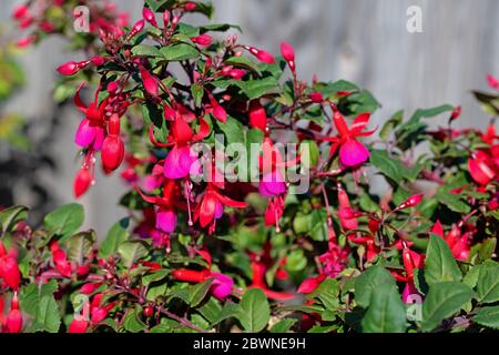 Fucsias rosso in fiore nel giardino Foto Stock