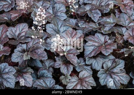 Foamy Bells Heucherella Onyx foglie nere scure Foto Stock
