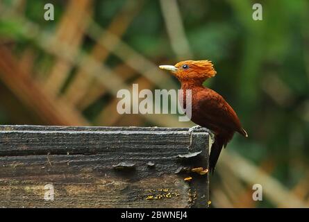 Castagno-colorato Picchio (Celeus castaneus) femmina adulto arroccato su tavola pico Bonito, Honduras febbraio 2016 Foto Stock