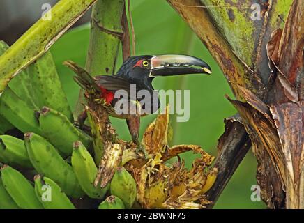 Aracari collarati (Pteroglossus torquatus torquatus) alimentazione adulta su banane mature Pico Bonito, Honduras febbraio 2016 Foto Stock