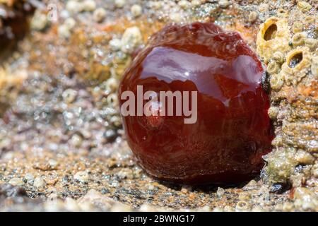 Anemone di Beadlet (Actinia equina) closeup attaccato alla roccia quando la marea è bassa Foto Stock