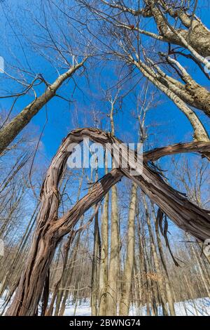 Wild Grapes, Vitis riparia, arrampicandosi nella foresta baldacchino presso la Bundy Hill natura riserva in Isabella Country, Michigan, Stati Uniti Foto Stock