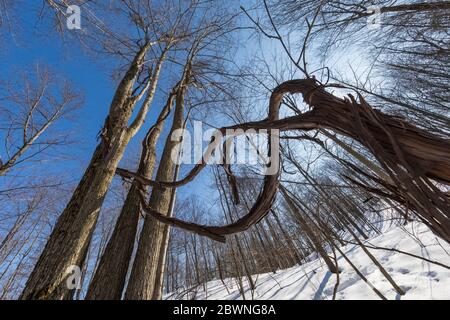 Wild Grapes, Vitis riparia, arrampicandosi nella foresta baldacchino presso la Bundy Hill natura riserva in Isabella Country, Michigan, Stati Uniti Foto Stock