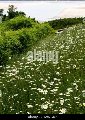 Oxeye Daisies accanto al monumento di guerra che si affaccia sull'estuario, Padstow, Cornovaglia, Regno Unito Foto Stock