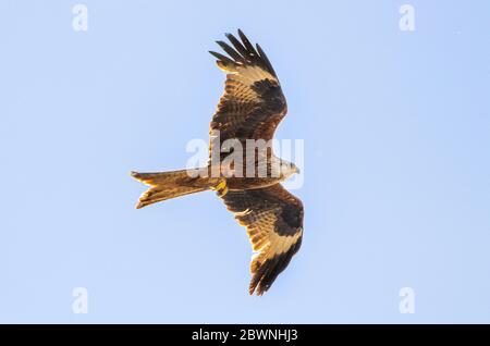 Red Kite, Milvus Milvus, grande uccello di preda, che si inasprire sulla campagna del Bedfordshire, Regno Unito. Foto Stock