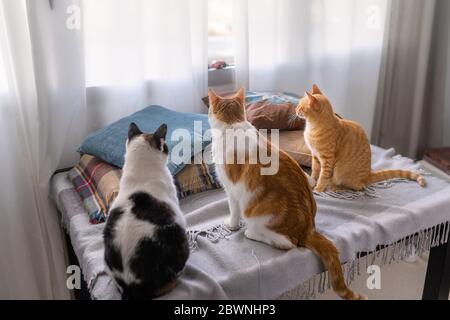 tre gatti domestici si siedono su un tavolo davanti alla finestra Foto Stock