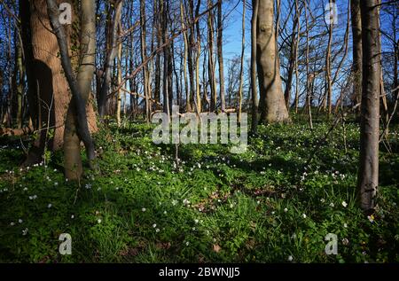 Anemoni di legno in una foresta di faggio sotto un cielo blu in una mattina soleggiata, bella fioritura bianca messaggeri di primavera, copia spazio, selezionato fuoco Foto Stock