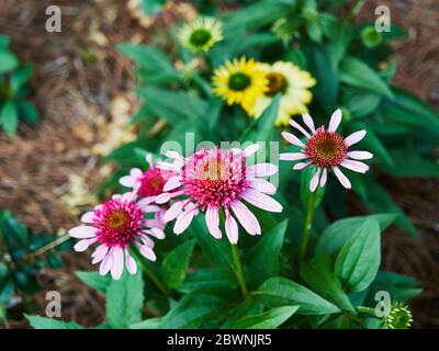 Echinacea, fiori di cono, in fiore, in un giardino. Foto Stock