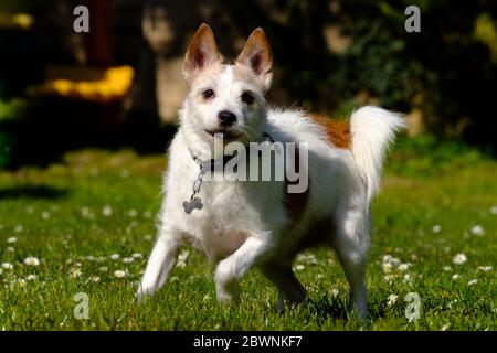 Fred un cane da compagnia che corre e gioca in giardino. Foto Stock